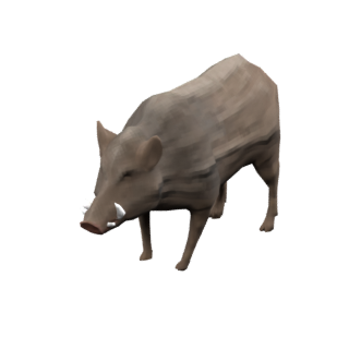 Cinghiale