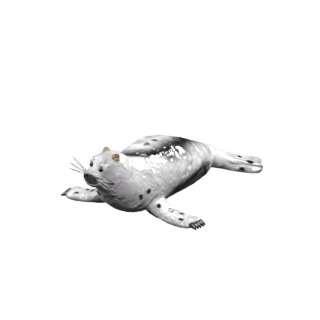 アザラシ