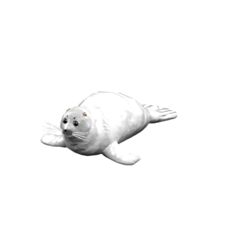 アザラシの仔
