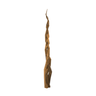 Root