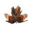 Beech Seeds