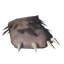 熊の手