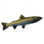 Szczupak