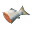 Pesce crudo