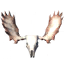 Headdress of the Caller