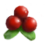 Airelles rouges