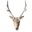 White deer trophy