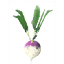 大頭菜